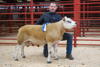 Reserve Champion Texel